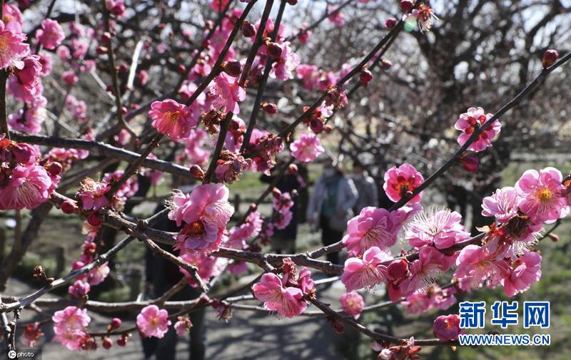 日本茨城縣梅花盛開