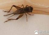 今日更新蟋蟀吃什么（蛐蛐吃什么）