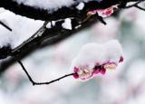 今日更新寫梅花的詩句（?梅花香自苦寒來）