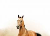 今日更新以夢為馬 不負韶華（以夢為馬不負韶華）