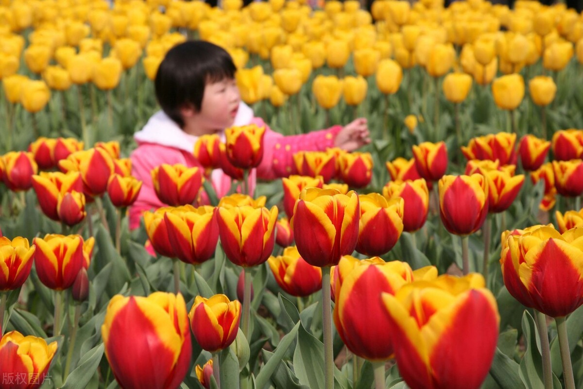 郁金香什么時候種植？如何栽種才能達(dá)到預(yù)期的目的？