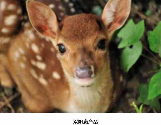 長春人必須知道的10大特產(chǎn)！