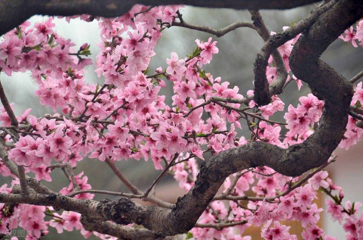 中國(guó)春季必去的八大美景，你都看過(guò)了嗎？
