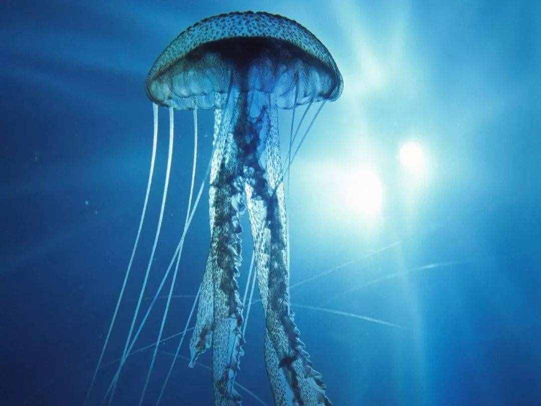 環(huán)?？破眨覀?yōu)槭裁匆Ｗo海洋？