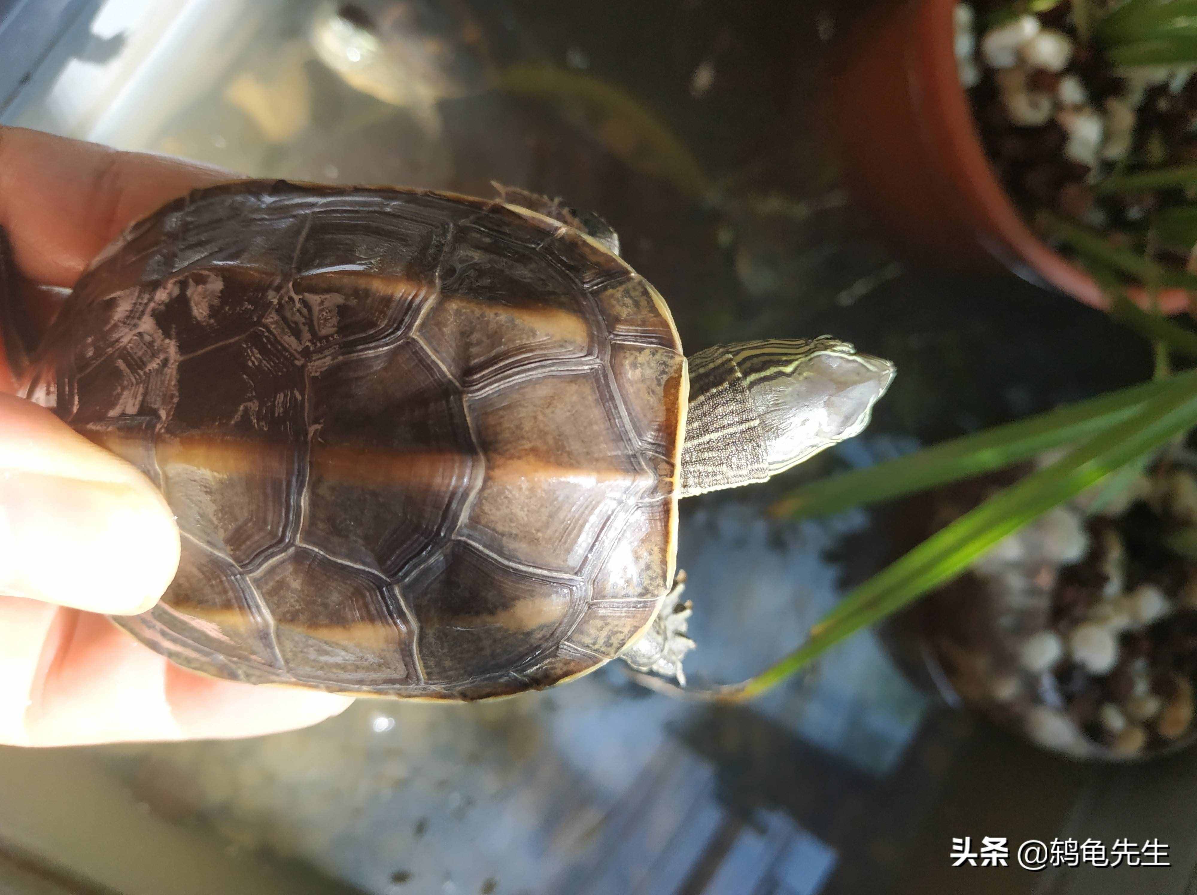 烏龜什么時(shí)間開始冬眠？溫度15度以下冬眠，各地龜冬眠時(shí)間一覽