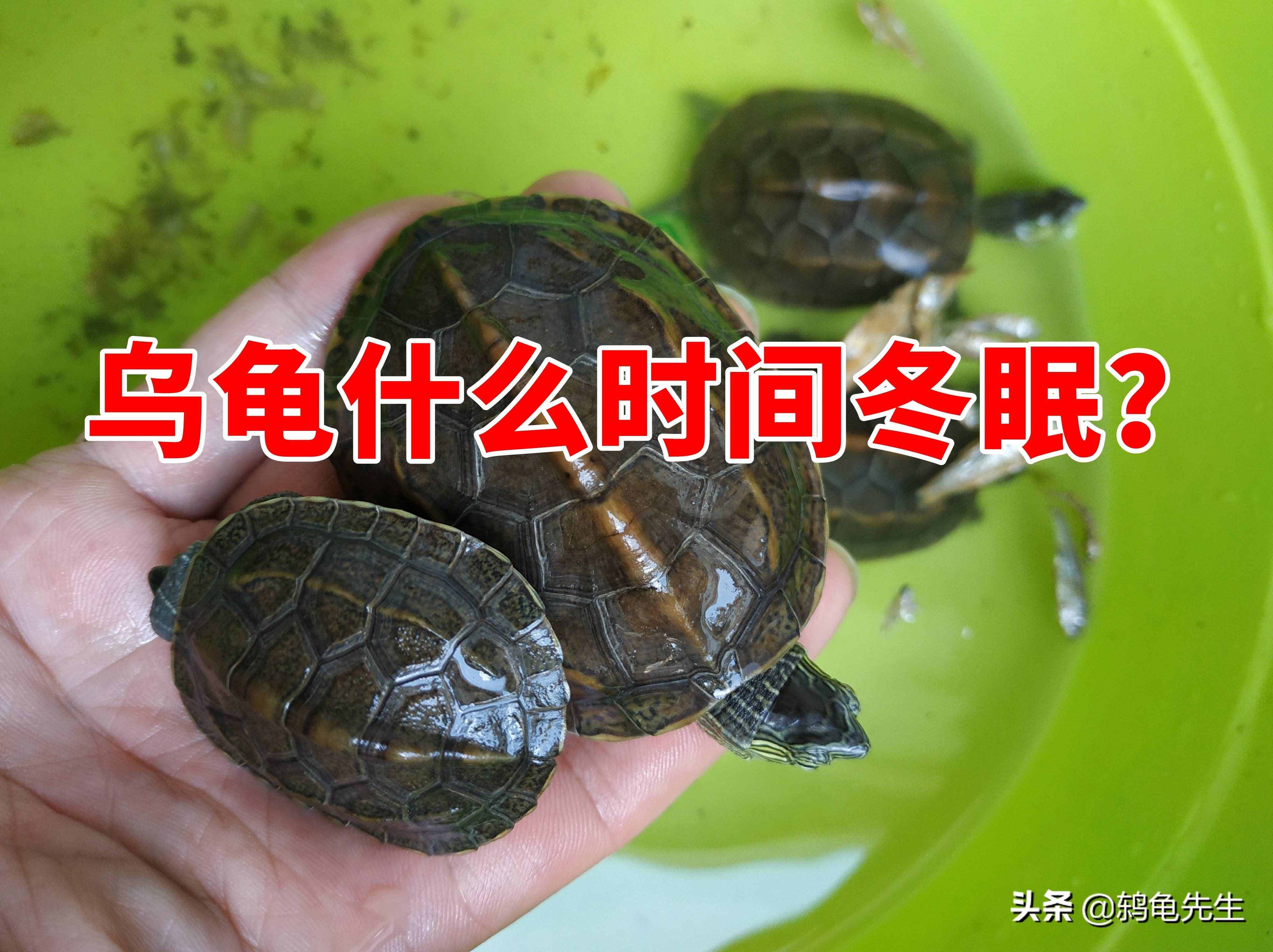 烏龜什么時(shí)間開始冬眠？溫度15度以下冬眠，各地龜冬眠時(shí)間一覽