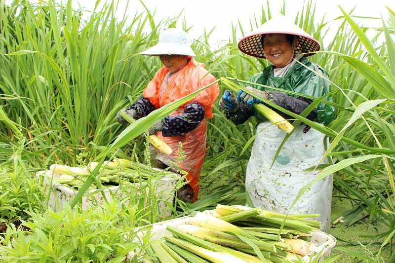水中也能種菜？這些水生蔬菜，你吃過幾種？