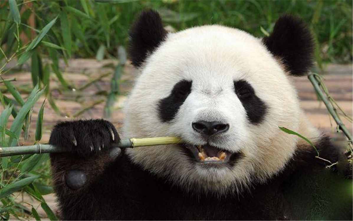 大熊貓為什么會(huì)成為國(guó)寶？以賣(mài)萌為生的熊貓，背后有一部血淚史