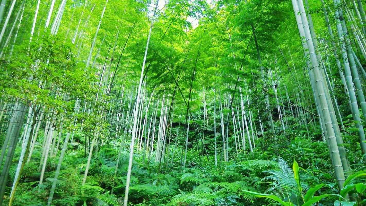 李白看到竹子寫(xiě)唐詩(shī)，10字是寫(xiě)竹名句，最后兩句寫(xiě)明做人道理