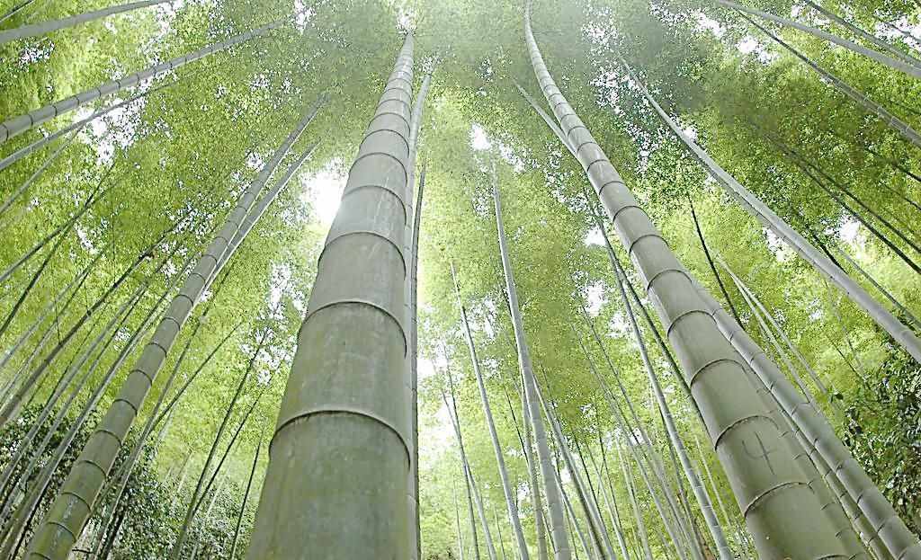 李白看到竹子寫(xiě)唐詩(shī)，10字是寫(xiě)竹名句，最后兩句寫(xiě)明做人道理