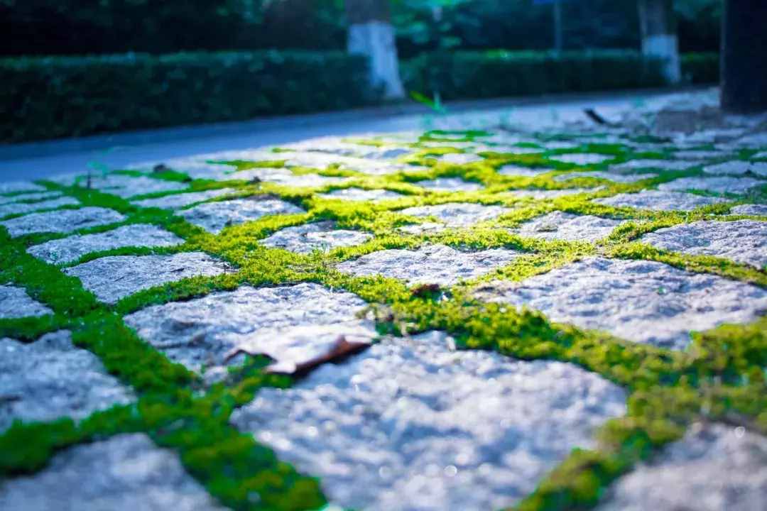 八首紅塵詩(shī)詞：有些人，走著走著就散了