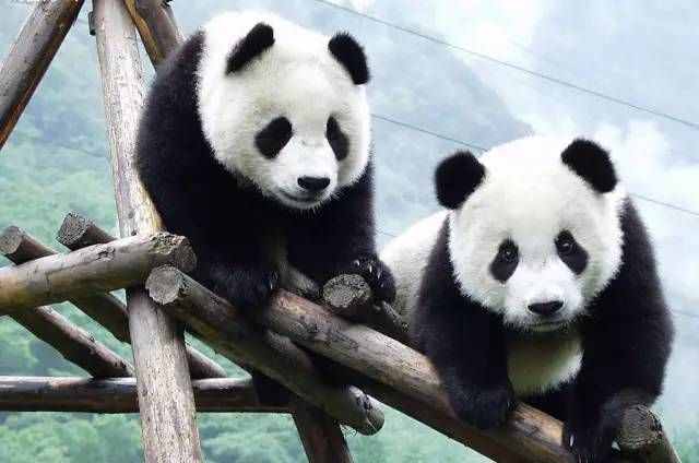 細數(shù)那些現(xiàn)存的活化石