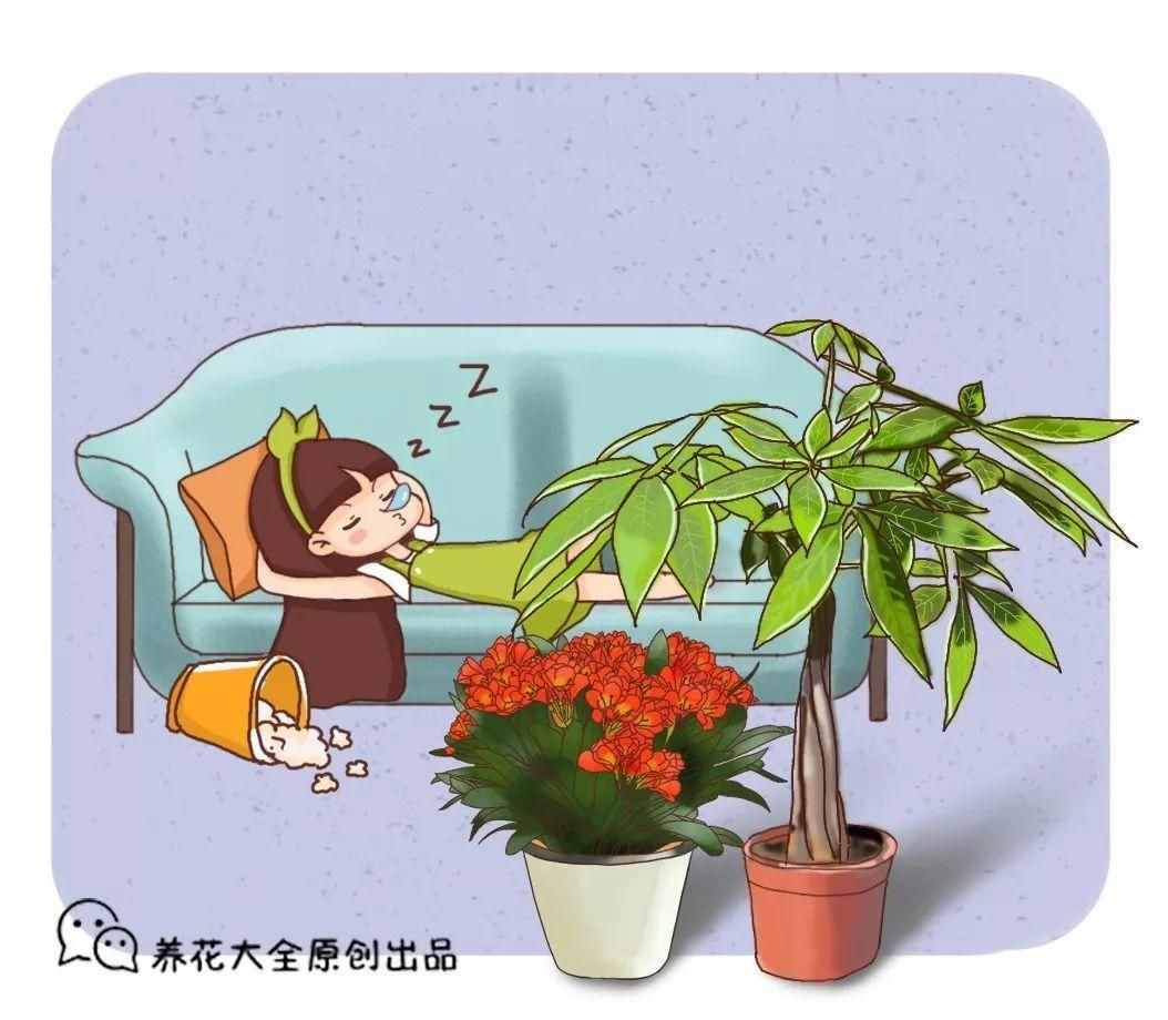 在家養(yǎng)這25種花，招財(cái)又旺運(yùn)，聰明人都在養(yǎng)