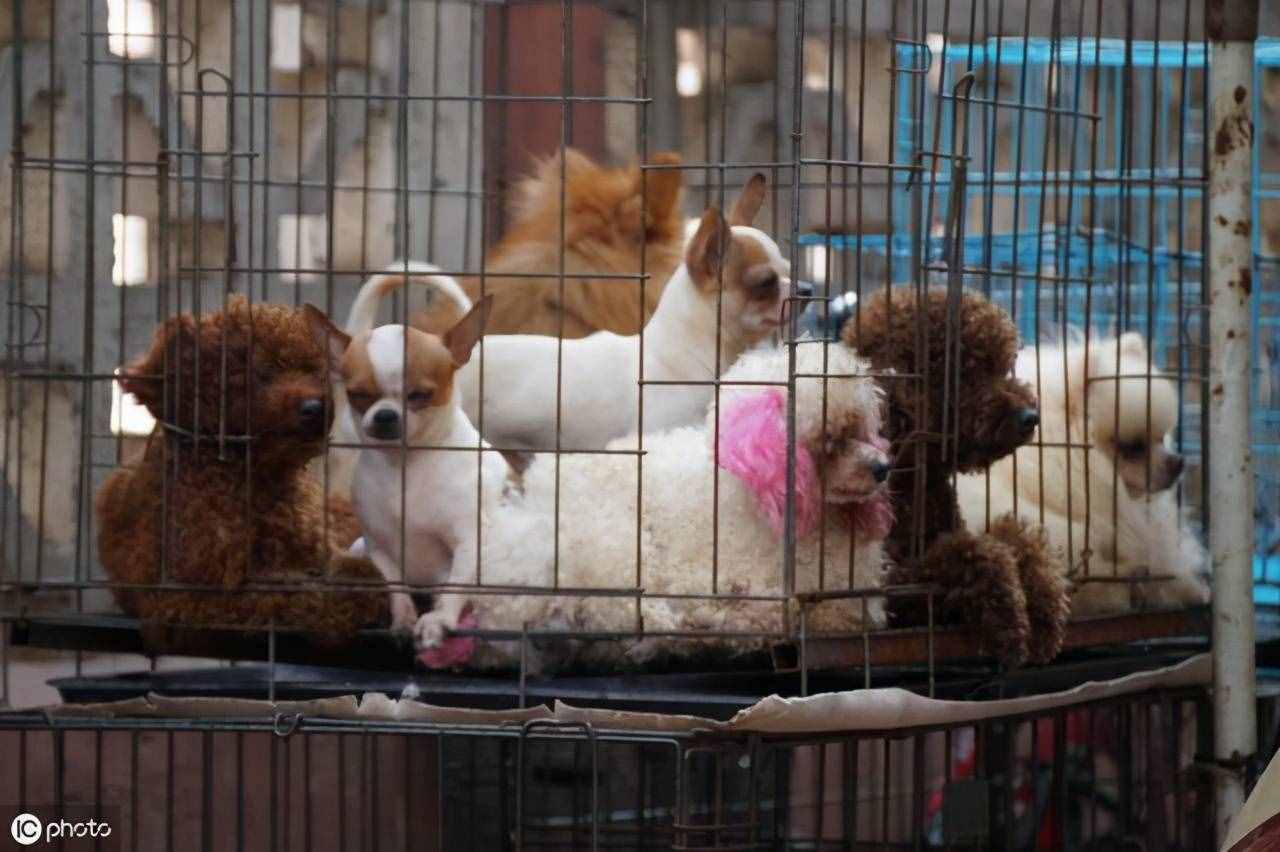2021，泰迪狗多少錢(qián)一只？