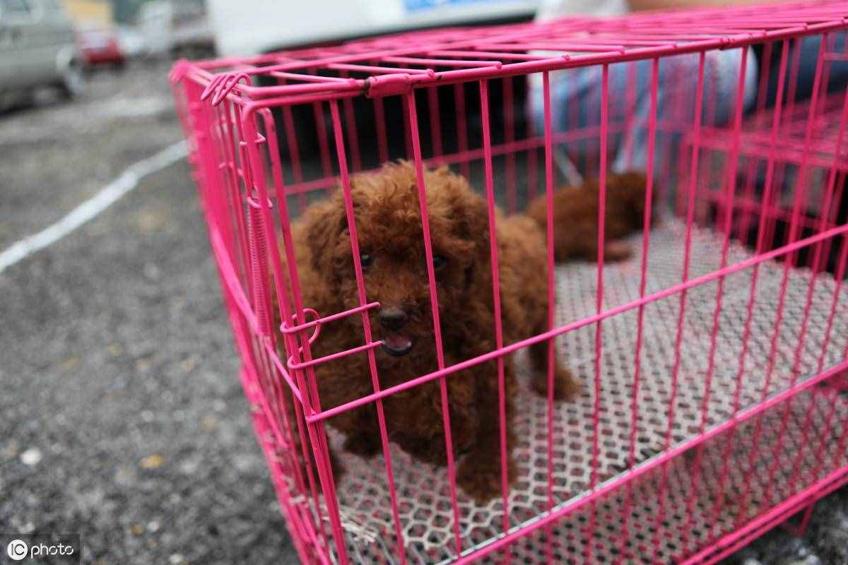 2021，泰迪狗多少錢(qián)一只？
