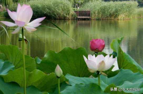 今日立夏，為何立夏節(jié)氣要吃雞蛋？有什么好處？看完明白了