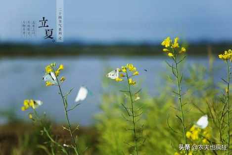 今日立夏，為何立夏節(jié)氣要吃雞蛋？有什么好處？看完明白了