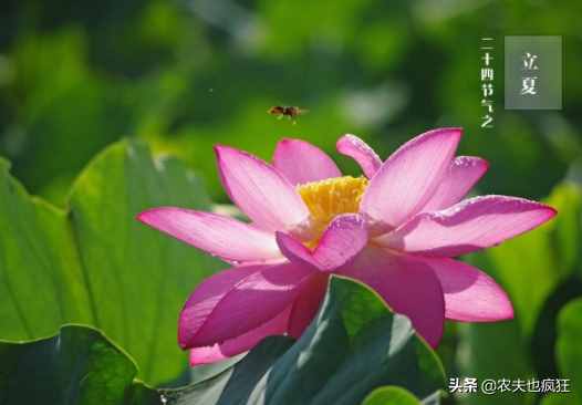 今日立夏，為何立夏節(jié)氣要吃雞蛋？有什么好處？看完明白了