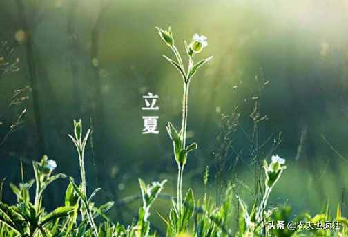 今日立夏，為何立夏節(jié)氣要吃雞蛋？有什么好處？看完明白了