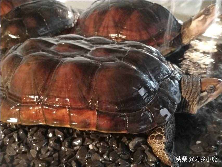 黃喉擬水龜（石金錢龜）買回家后，如何養(yǎng)殖？（針對(duì)散戶養(yǎng)殖）