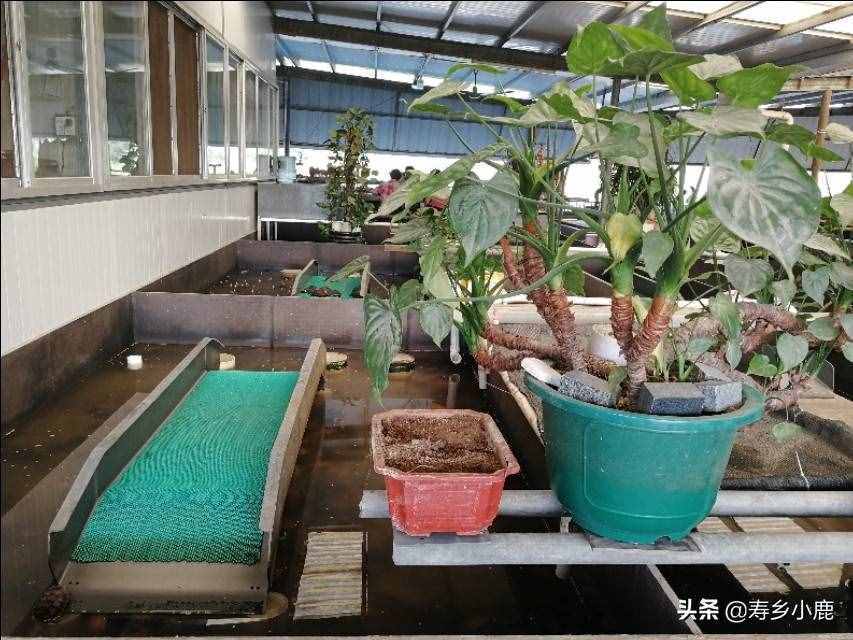 黃喉擬水龜（石金錢龜）買回家后，如何養(yǎng)殖？（針對(duì)散戶養(yǎng)殖）