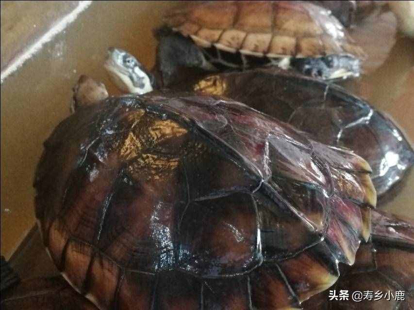 黃喉擬水龜（石金錢龜）買回家后，如何養(yǎng)殖？（針對(duì)散戶養(yǎng)殖）