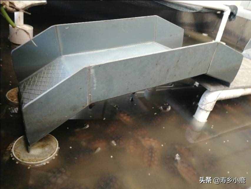 黃喉擬水龜（石金錢龜）買回家后，如何養(yǎng)殖？（針對(duì)散戶養(yǎng)殖）