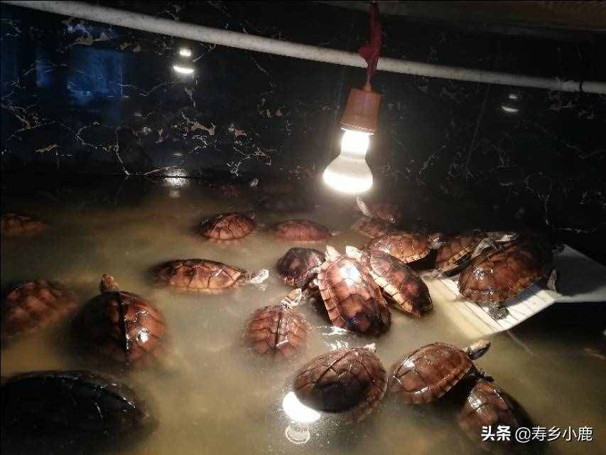 黃喉擬水龜（石金錢龜）買回家后，如何養(yǎng)殖？（針對(duì)散戶養(yǎng)殖）