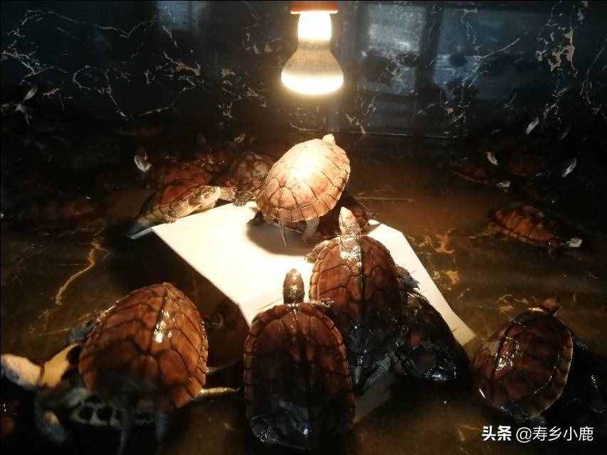 黃喉擬水龜（石金錢龜）買回家后，如何養(yǎng)殖？（針對(duì)散戶養(yǎng)殖）