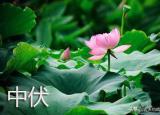 今日更新頭伏餃子二伏面是哪里的風(fēng)俗（俗語頭伏餃子二伏面）