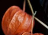 今日更新紅姑娘的功效與作用（吃紅姑娘會(huì)有什么好處）