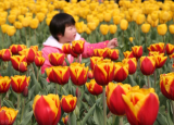 今日更新郁金香是哪個(gè)國(guó)家的國(guó)花(郁金香是什么地方的國(guó)花)