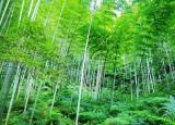 今日更新野竹攢石生（李白看到竹子寫(xiě)唐詩(shī)）