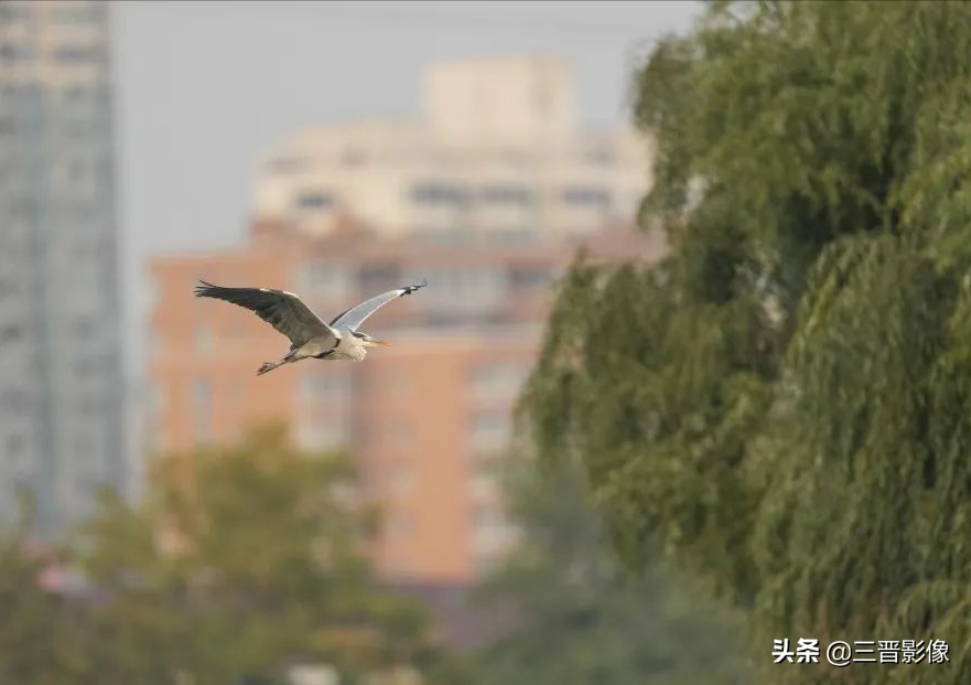 索尼A1相機(jī)體驗試拍結(jié)果:確實很強(qiáng)
