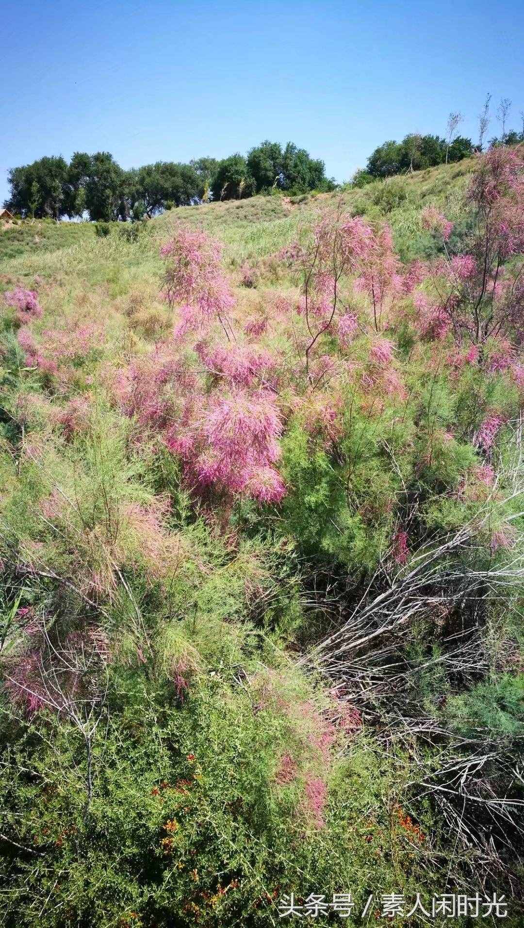 瑪納斯國(guó)家濕地公園—紅柳花開(kāi)，葦葉飄飄