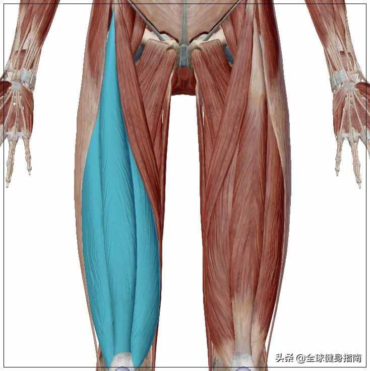 經(jīng)典動作講解-深蹲