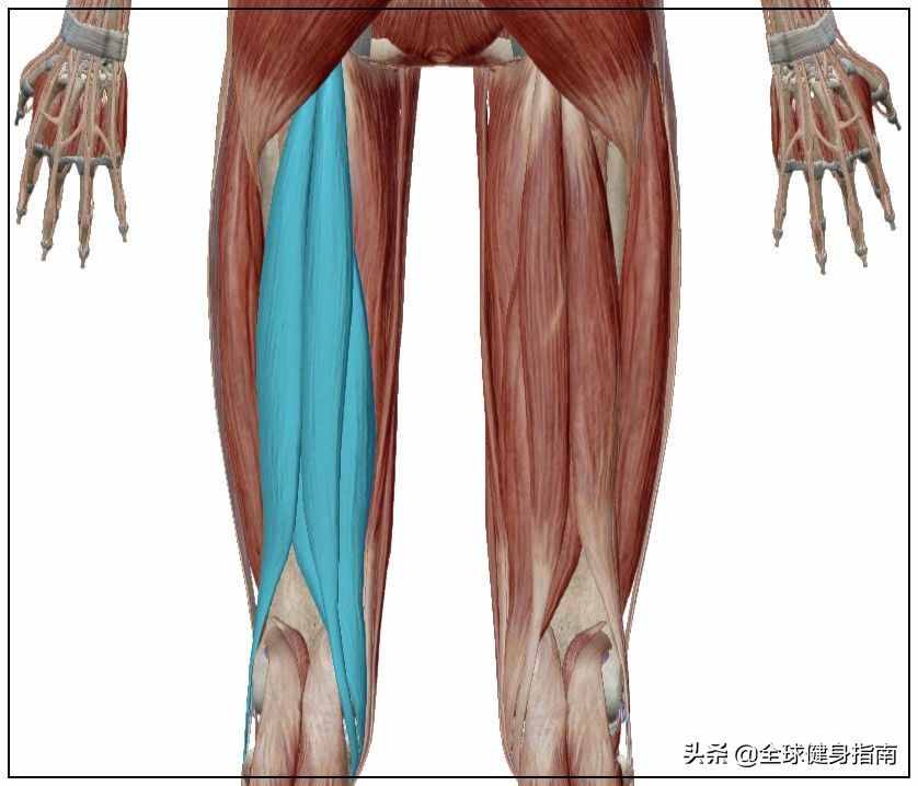 經(jīng)典動作講解-深蹲