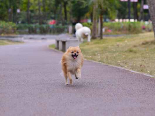 狗改得了吃屎：全面剖析狗吃大便的原因，附解決方法