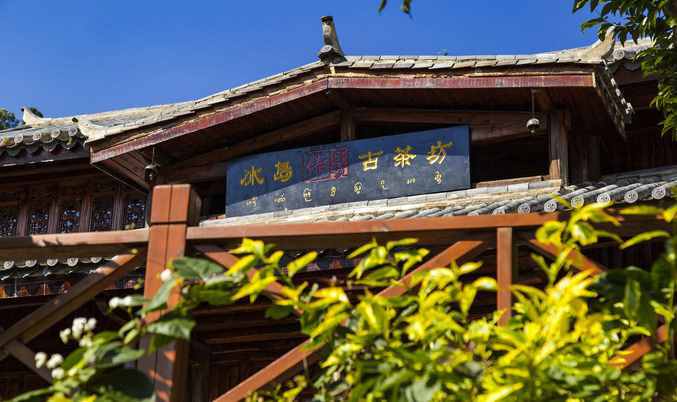 尋訪：“茶黃金”—中國十大名茶之一，普洱冰島大片古樹茶產(chǎn)地