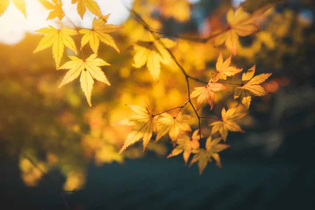 微信新功能：再見(jiàn)了，聊天記錄