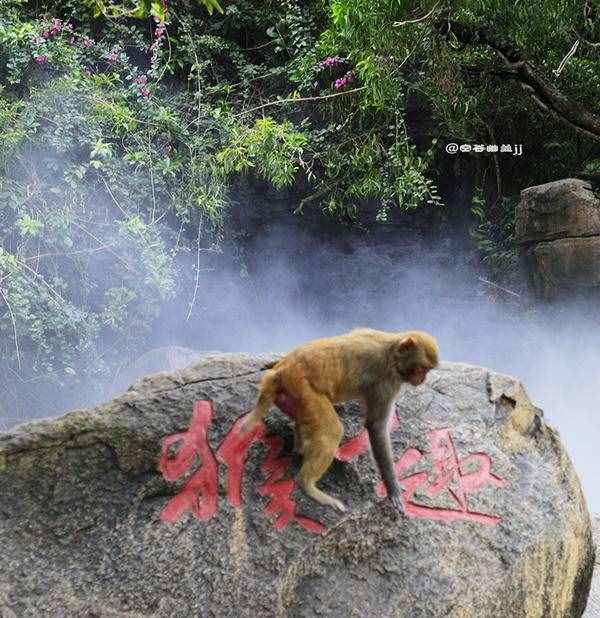 三亞 猴趣橫生的南灣猴島
