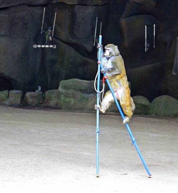 三亞 猴趣橫生的南灣猴島