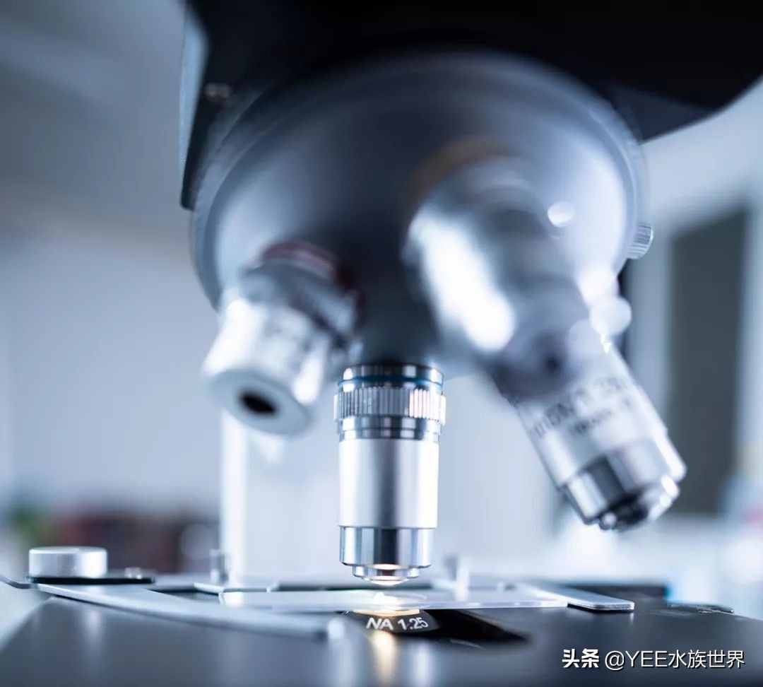 剛買的硝化細(xì)菌，怎么用才有效果？