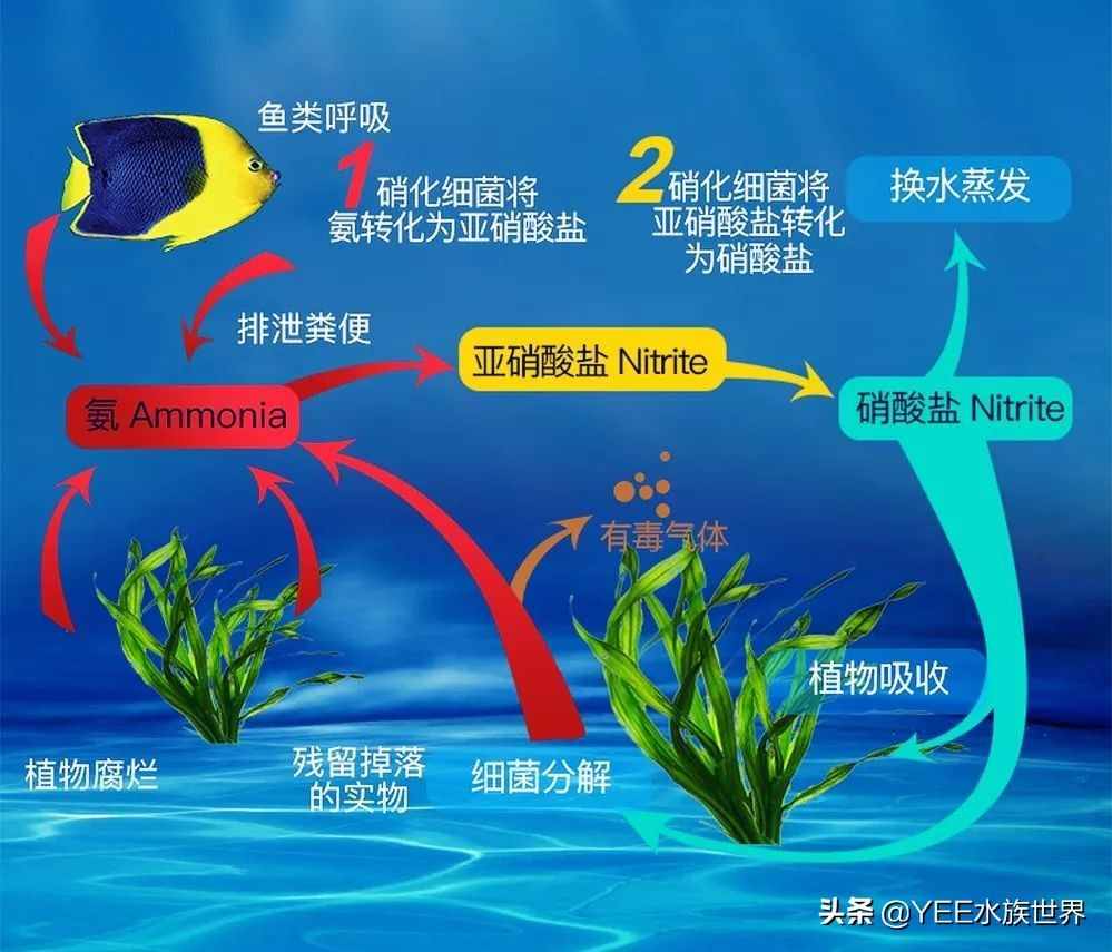 剛買的硝化細(xì)菌，怎么用才有效果？