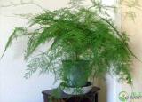 今日更新教師節(jié)送什么鮮花好（送老師什么花好）