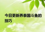 今日更新養(yǎng)泰國(guó)斗魚(yú)的技巧