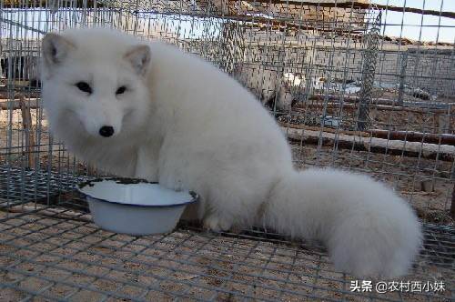 狐貍在育成期的飼養(yǎng)管理技巧嗎，你知道嗎