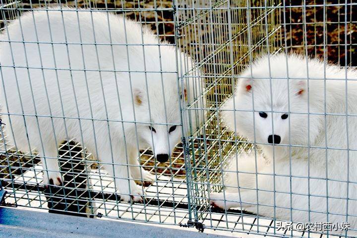 狐貍在育成期的飼養(yǎng)管理技巧嗎，你知道嗎