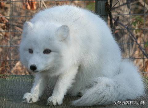 狐貍在育成期的飼養(yǎng)管理技巧嗎，你知道嗎