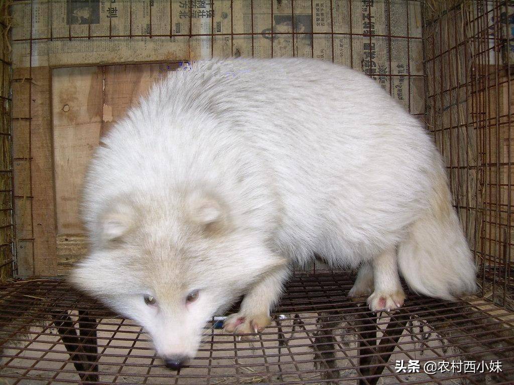 狐貍在育成期的飼養(yǎng)管理技巧嗎，你知道嗎